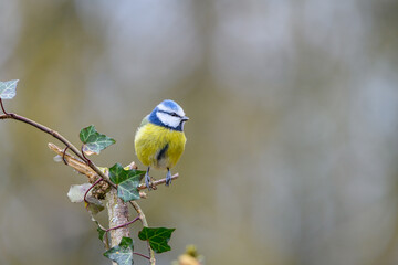 Blue Tit, Cyanistes caerulius, perched on an Ivy covered branch