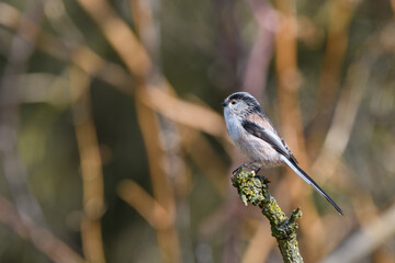 Long tailed tit, Aegithalos caudatus, perched on a lichen covered branch. Side view looking left