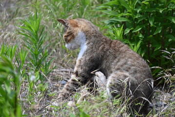 草むらで虫を捕まえる猫