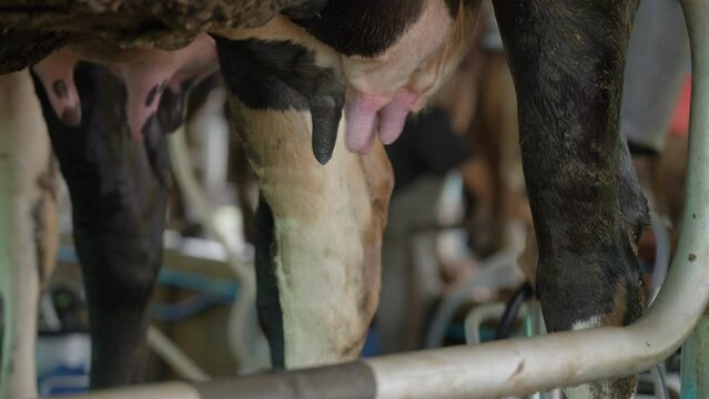 Close up of the milking machine's teat cups connecting to a cow's teats to get milk from a cow at a dairy farm in Chiang Mai, Thailand