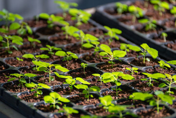 Seedlings of Bauhinia purpurea on trays at nursery