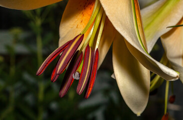 Lily Detail