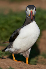 Atlantic puffin (Fratercula arctica) on the cliffs of Skomer Island off the coast of Pembrokeshire in Wales, United Kingdom
