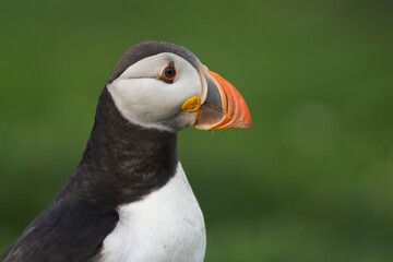 Atlantic puffin (Fratercula arctica) on the cliffs of Skomer Island off the coast of Pembrokeshire in Wales, United Kingdom