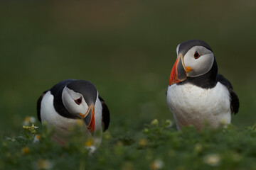 Atlantic puffin (Fratercula arctica) interacting on the cliffs of Skomer Island off the coast of Pembrokeshire in Wales, United Kingdom