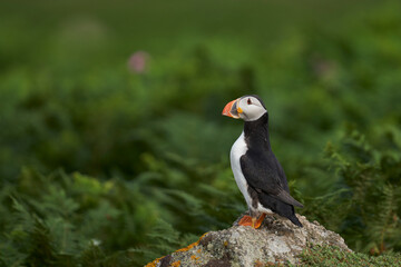 Atlantic puffin (Fratercula arctica) on the cliffs of Skomer Island off the coast of Pembrokeshire in Wales, United Kingdom