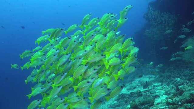 School of snapper fish creates vibrant atmosphere in underwater coral reef. Underwater coral reef becomes lively and bustling ecosystem with presence of school of shiny snapper fish.