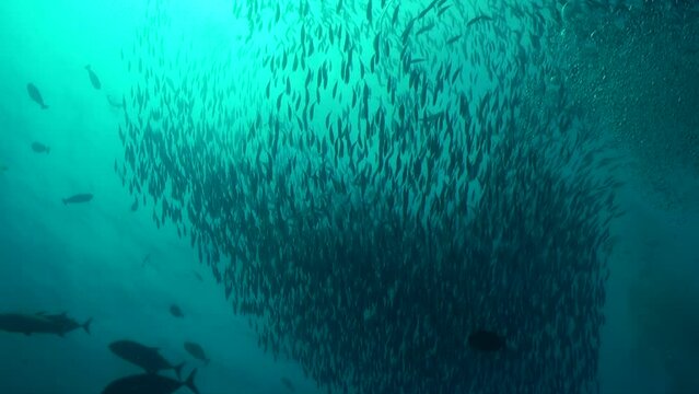 School of fish adds energy and dynamism to underwater ocean in Maldives. In underwater world of Maldives fish with creates vibrant and colorful ambiance.