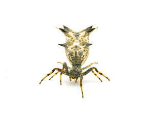spined micrathena or castleback orbweaver orb weaver spider - Micrathena gracilis - female isolated on white background front view crawling towards camera