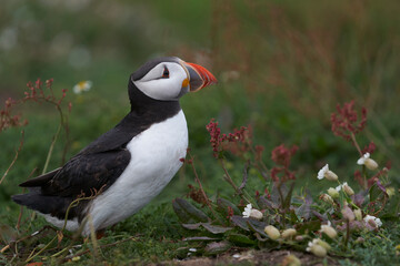 Atlantic puffin (Fratercula arctica) on the cliffs of Skomer Island off the coast of Pembrokeshire in Wales, United Kingdom