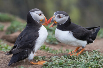 Atlantic puffin (Fratercula arctica) interacting on the cliffs of Skomer Island off the coast of Pembrokeshire in Wales, United Kingdom
