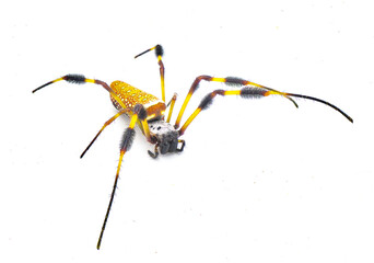 golden silk orb weaver or banana spider - Trichonephila clavipes - large adult female isolated on white background top side front view