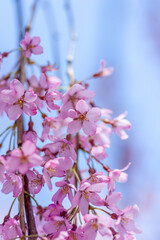間近で見る弘前公園の桜