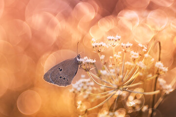 Brązowy motyl na słonecznej łące. Przestrojnik trawnik (Aphantopus hyperantus) © anettastar