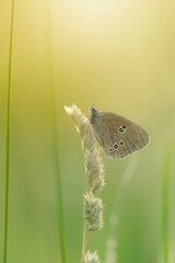 Brązowy motyl na słonecznej łące. Przestrojnik trawnik (Aphantopus hyperantus) © anettastar