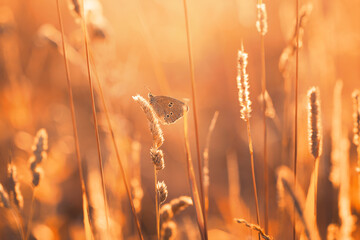 Brązowy motyl na słonecznej łące. Przestrojnik trawnik (Aphantopus hyperantus) - obrazy, fototapety, plakaty