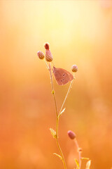 Brązowy motyl na słonecznej łące. Przestrojnik trawnik (Aphantopus hyperantus) © anettastar