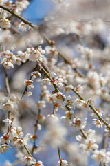 間近で見る弘前公園の桜