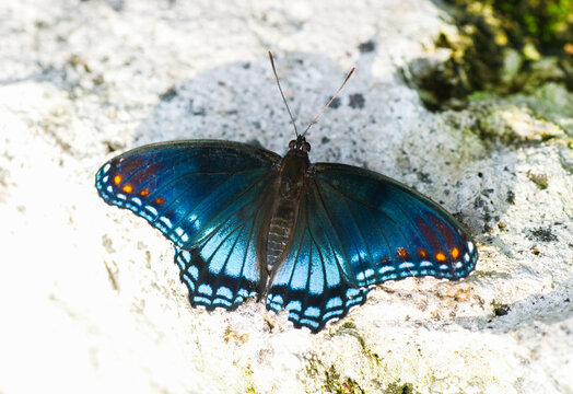 The red spotted purple or white admiral butterfly - Limenitis arthemis astyanax - resting on limerock iridescent dark blue wings with oblong white and orange spots.
