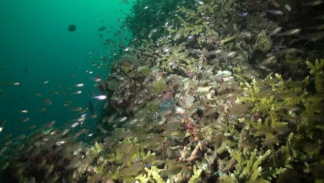 Shoal of shiny glassfish swims demonstrating amazing unity of fish in Maldives. Mesmerizing sight of school of brilliant glassfish in Maldives.