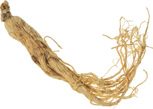ginseng cut out on transparent background.