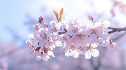Spring Background With Beautiful Cherry Blossoms