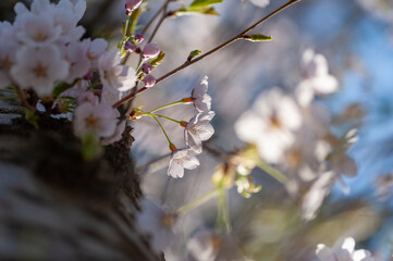間近で見る弘前公園の桜