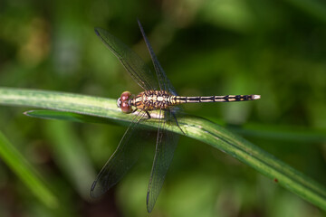 Closeup of a dragonfly