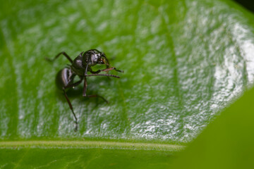 Closeup of a black ant