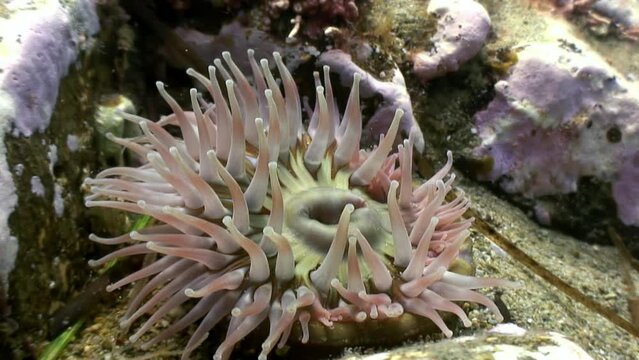 Anemone Actinia in underwater nature of Japanese Sea. Clean, clear water creates stunning backdrop, highlighting mesmerizing colors of Anemone Actinia in underwater nature.