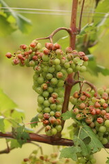 grappoli d'uva in un vigneto danneggiati dopo un temporale con grandine in estate