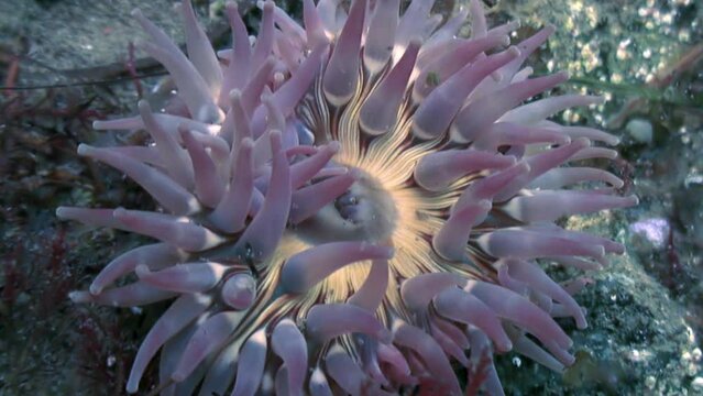 Close-up violet anemone Actinia in clean water of underwater Japanese Sea. Underwater world comes alive with mesmerizing presence of anemone Actinia in clean, clear water in Japanese Sea.