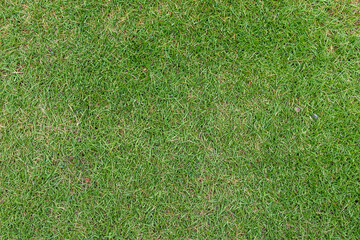 Green grass texture nature background. Top view