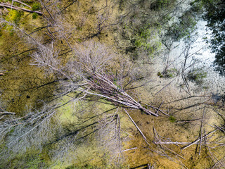 forest flooded by a beaver lodge, Warmia, Poland