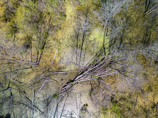 forest flooded by a beaver lodge, Warmia, Poland