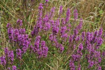 Obraz premium Natural landscape of an aggregation blossoming purple loosestrife , Lythrum salicaria in a ditch side