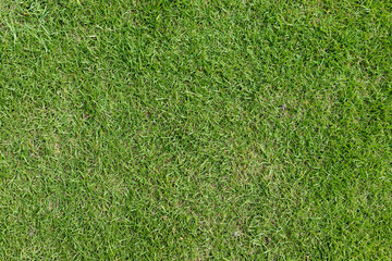 Green grass in the lawn top view or green nature texture background.