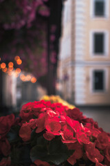 red rose on the street,floral decoration of the city cafe, decor, lights