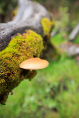 Mushroom grow on fallen tree moss
