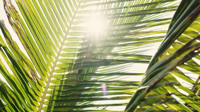 Close up palm leaf sunlight. Morning sun summer background. Sunbeam through green leaves. 
