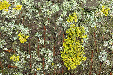 Textured lichen growing on bark of cherry tree covered with lichen and moss. - 626228615