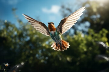 Hummingbird Flying Outdoors.