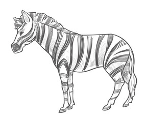 Zebra animal with stripes on fur, wildlife mammal