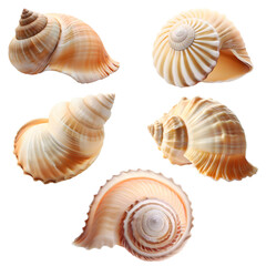 Obraz premium Assorted isolated seashells from different angles in the same color tone, for use as decoration elements