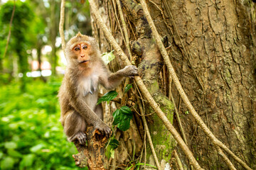Monkeys in nature in the jungle of Thailand. A flock of monkeys in the trees. Wildlife scene with wild animals.