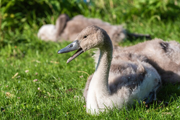 Swan chick (Cygnus olor) woke up and yawns