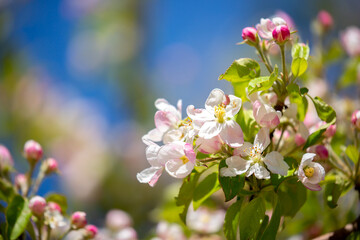 Pink flowers bloom on the trees. Spring landscape with cherry blossoms. Beautiful blooming garden on a sunny day. Copy space for text.