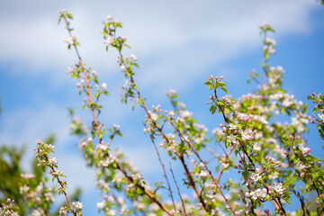 Pink flowers bloom on the trees. Spring landscape with cherry blossoms. Beautiful blooming garden on a sunny day. Copy space for text.