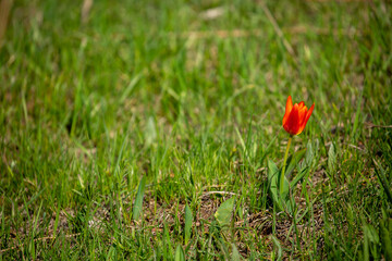 Obraz premium Wild Red Book tulips Kaufman in the fields of Kazakhstan. Spring flowers under the rays of sunlight. Beautiful landscape of nature. Hi spring. Beautiful flowers on a green meadow.
