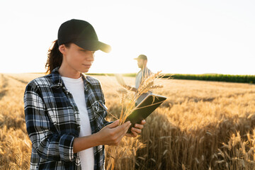 Couple of farmers examines the field of cereals.